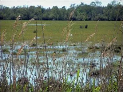 Comment appelle-t-on les roseaux du marais  base de la construction des chaumires typiques camarguaises ?