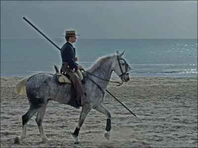 Quel tait le nom de l'ouvrier agricole, souvent trs bon cavalier, qui veillait sur ces troupeaux ?