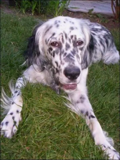 De quelle race s'agit-il?