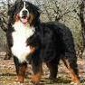 Quiz Races de chiens