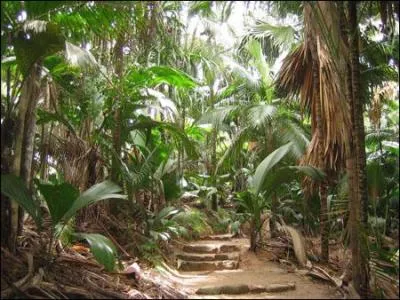Situe sur l'le de Praslin, la valle de Mai est une fort, en partie primaire, compose essentiellement de palmiers endmiques. Dans quel archipel de l'ocan Indien peut-on l'admirer ?