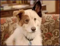 Comment s'appelle ce chien ?