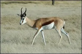 De quel pays cet animal est-il l'emblme ?