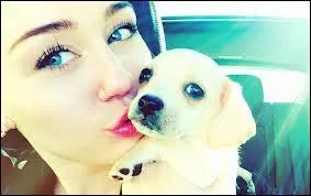 Elle a des chiens. Mais combien ?