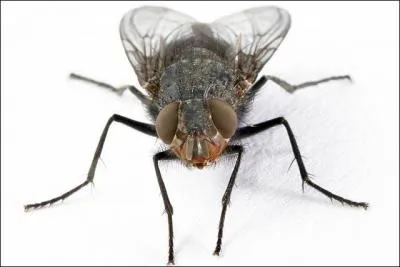 Une charogne, des mouches ! Beurk ! Et pourtant cela a donn lieu  un magnifique pome :  Les mouches bourdonnaient sur ce ventre putride, D'o sortaient de noirs bataillons de larves, qui coulaient comme un pais liquide le long de ces vivants haillons . De qui est le pome  Une charogne  ?