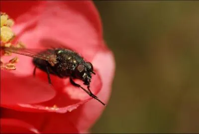 A quel ordre d'insectes appartient la mouche ?