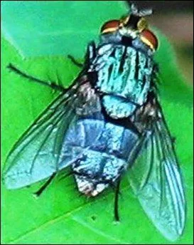 La lucilie bouchre ! Brrr ! Oui Brrr ! Cette terrible mouche menaa la terre dans les annes 1990, une vritable guerre s'engagea contre elle. Quel vnement a compltement occult ce terrible pisode ?