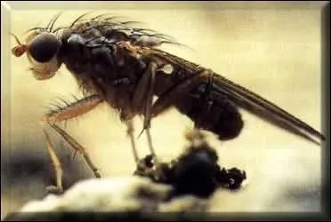 Comment appelle-t-on communment le caca des mouches ?