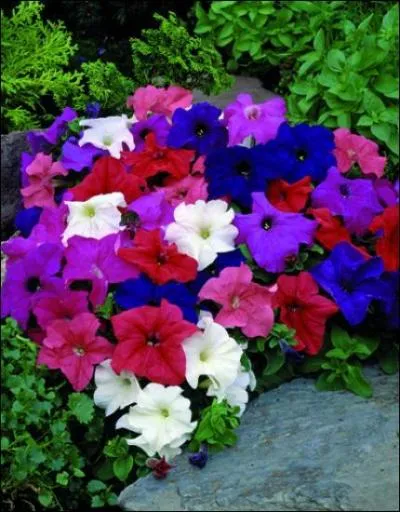 Quel message dlivrent les ptunias ?