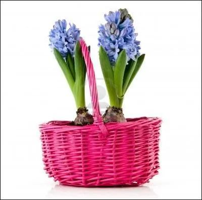 Quel message dlivrent les jacinthes bleues ?