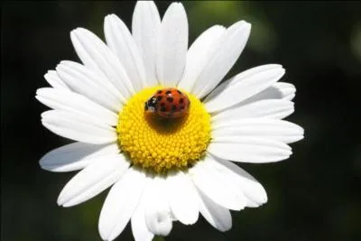 Quel message dlivrent les pquerettes ?