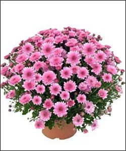 Quel message dlivrent les chrysanthmes ?