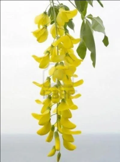 Quel message dlivrent les acacias ?