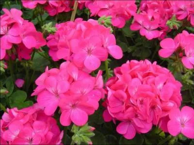 Quel message dlivrent les graniums roses ?