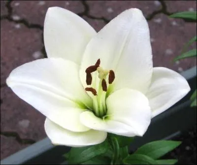 Quel message dlivrent les lis blancs ?