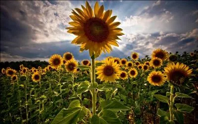 Quel message dlivrent les tournesols ?