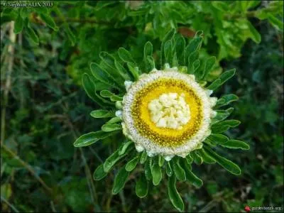 Cette fleur est appele  reine Marguerite , il s'agit :