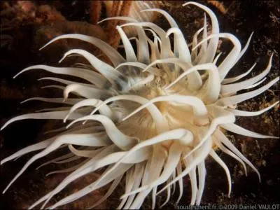 Elle s'appelle marguerite, c'est :