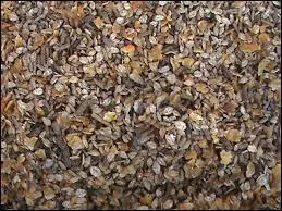 Quelle est la grande familles des crales ?