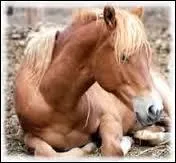 Si un cheval est agit, qu'il se regarde le ventre, gratte le sol, et cherche  se rouler par terre, il a donc...