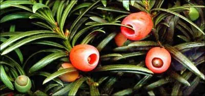 L'if est un arbre trs connu des cavaliers. Car manger de l'if peut tre mortel pour le cheval. Quelle quantit doit-il en avaler pour mourir ?