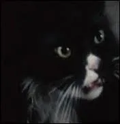 Comment se nomme son chat ?