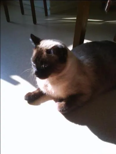 Comment s'appelle cette race ?