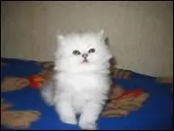 Quelle est cette race ?