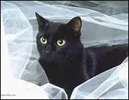 Quelle est cette race de chat ?