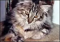 Quelle est cette race de chat ?