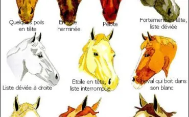 Quiz Galop 2