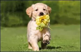 Quel est cet animal ?