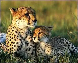 Quel est cet animal ?