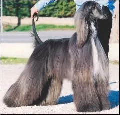 Quelle est cette race ?