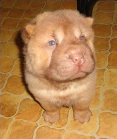 Quelle est cette race ?