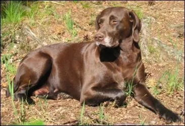 Quelle est cette race ?