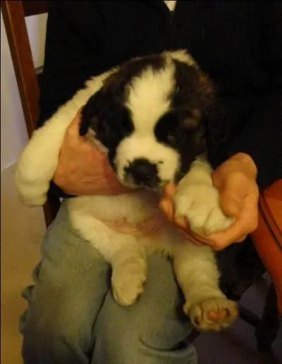 Quelle est cette race ?