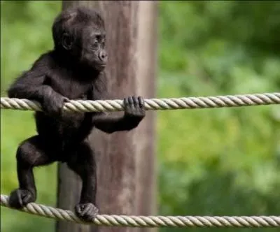 Ce bb gorille est devenu grand : on n'a jamais su si Jean-Franois tait un copain ou un cooprateur !