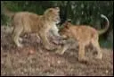 Les lions vivent-ils en clans ou seuls ?
