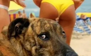 Quiz Animaux