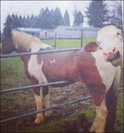 Voici le cheval que j'ai mont ! Oh, un animal nous sourit, quel est son nom ?