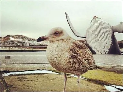 Oh la mouette ! Quel animal marin a dcid de s'incruster dans la photo ?