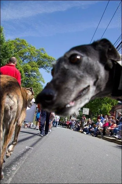 Quelle star ! Ce chien se croit le meilleur ! Quelle est la race du chien noir ?