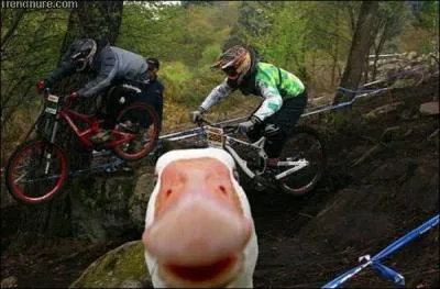 Journe bmx ! Quel animal s'est incrust  la sortie ?