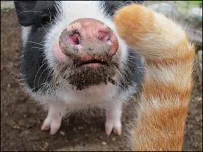 Attention photo cochonne ! Une queue vient nous gcher la vue !  qui cette queue appartient-elle ?