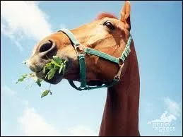 Les chevaux mangent...