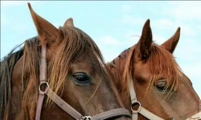 Quand un cheval baisse les oreilles c'est...
