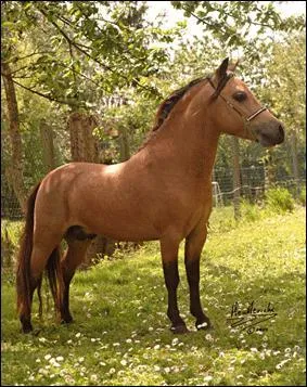 On mesure un cheval ...