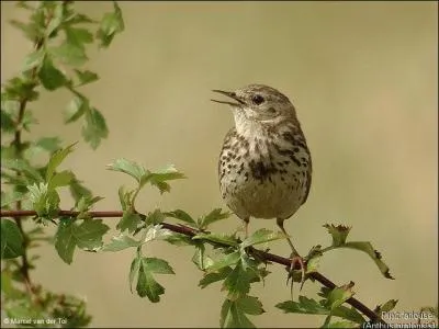 Le farlouse est un petit oiseau qu'on appelle aussi...