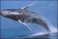 Quel cétacé n'a PAS de fanons ?